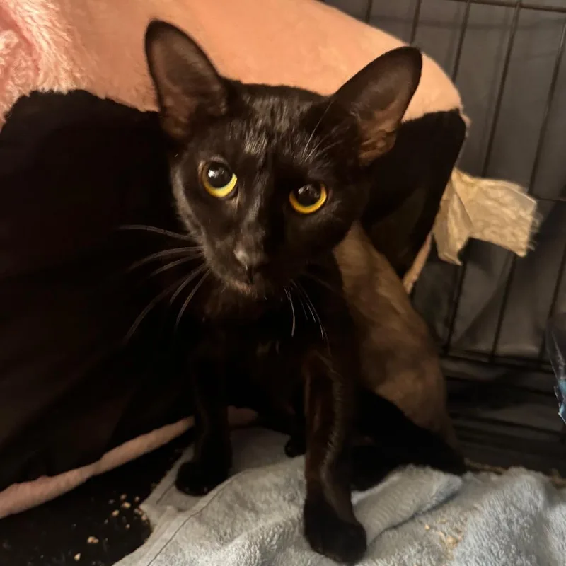 An adult small-sized female Black Siamese cat named Luna for adoption in Springboro, OH