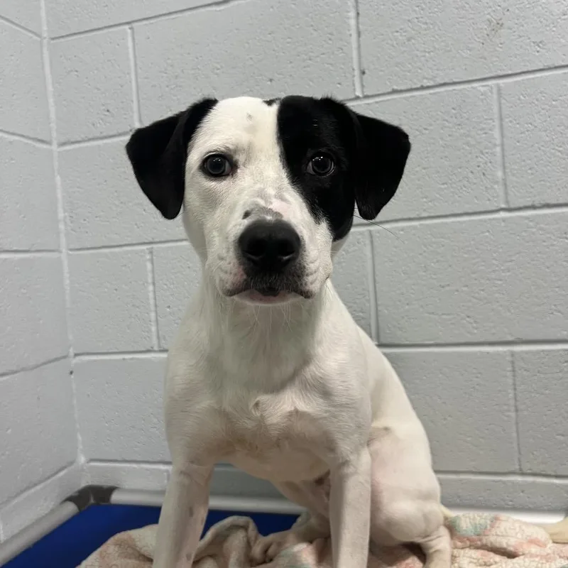 An adult medium-sized male Black Mixed Breed dog named Ralph for adoption in Naples, FL