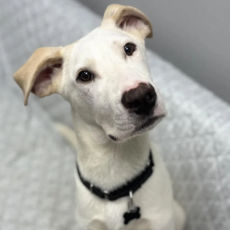 A young large-sized male White / Cream Mixed Breed dog named Ernie for adoption in Monticello, IA
