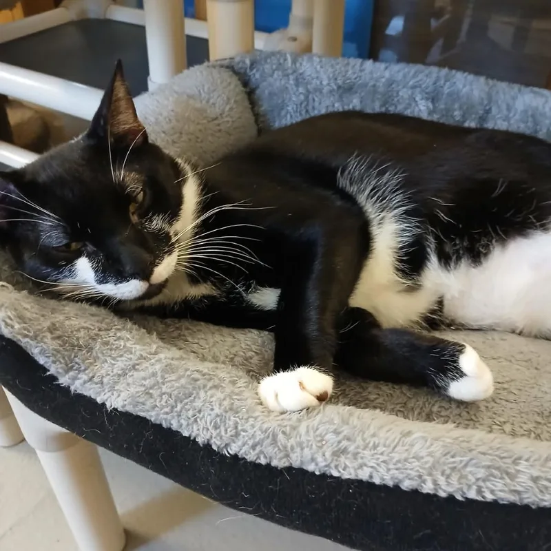 An adult large-sized male Black Domestic Short Hair cat named Scurry for adoption in Morrisville, VT