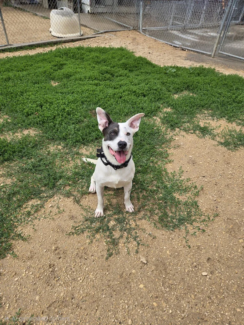 An adult medium-sized male Mixed Breed dog named Inkblot for adoption in Maquoketa, IA