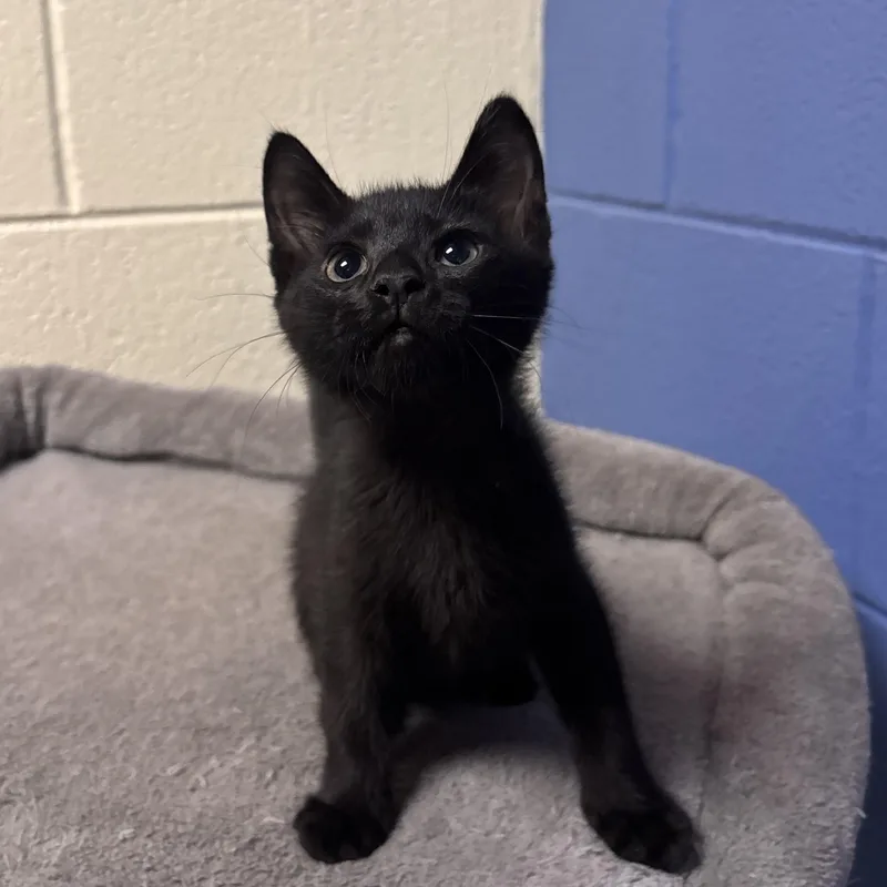 A baby medium-sized male Black Domestic Short Hair cat named Yoshi for adoption in Charleston, SC