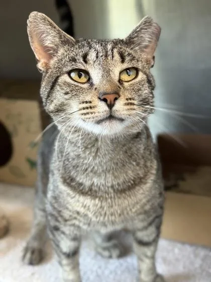 An adult medium-sized male Domestic Short Hair cat named Johny Boi for adoption in West Chester, PA