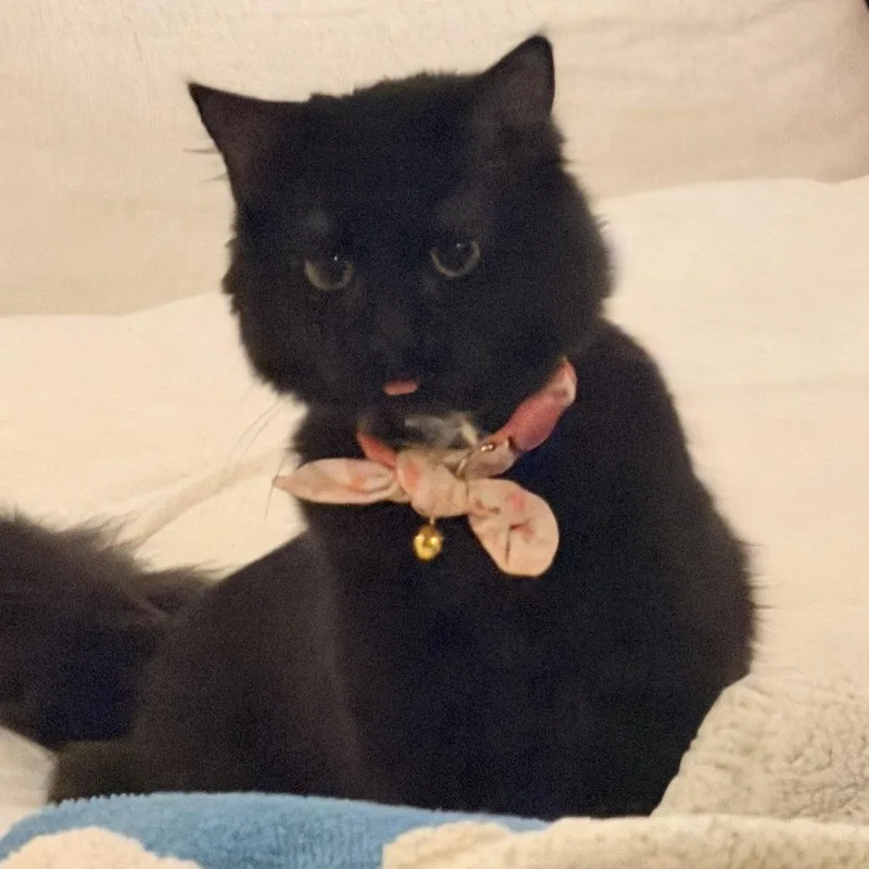 A young medium-sized female Black Domestic Long Hair cat named Bella for adoption in Chicago, IL