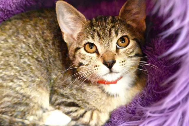 A baby medium-sized female Domestic Short Hair cat named Star for adoption in Fort Lauderdale, FL