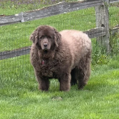 An adult extra large-sized female Newfoundland Dog dog named Norah for adoption in Racine, WI
