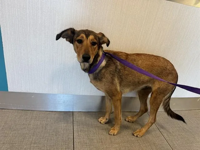 An adult medium-sized female German Shepherd Dog dog named Unknown for adoption in Rancho Cucamonga, CA