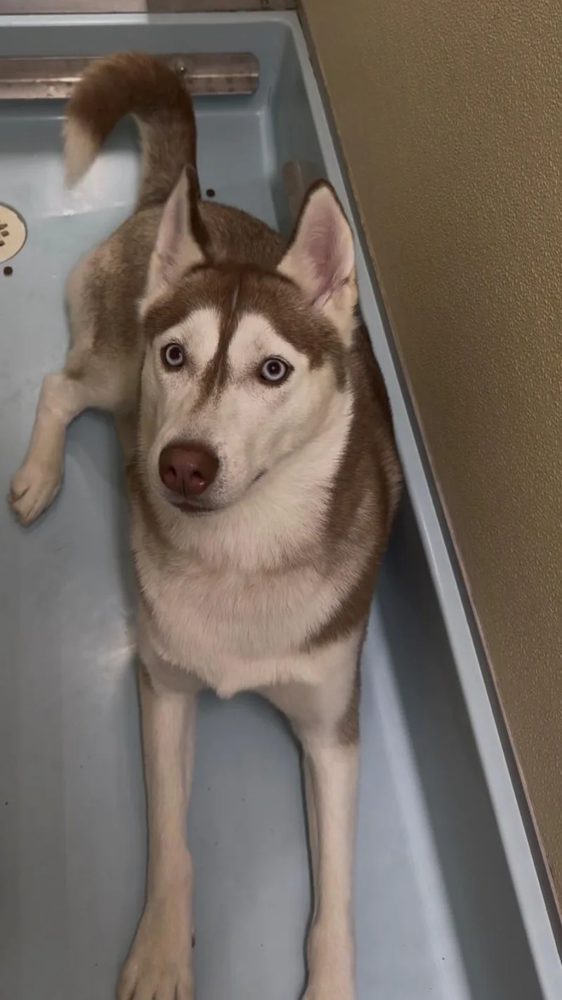 A young medium-sized female Brown / Chocolate Husky dog named Sable for adoption in Upper Sandusky, OH