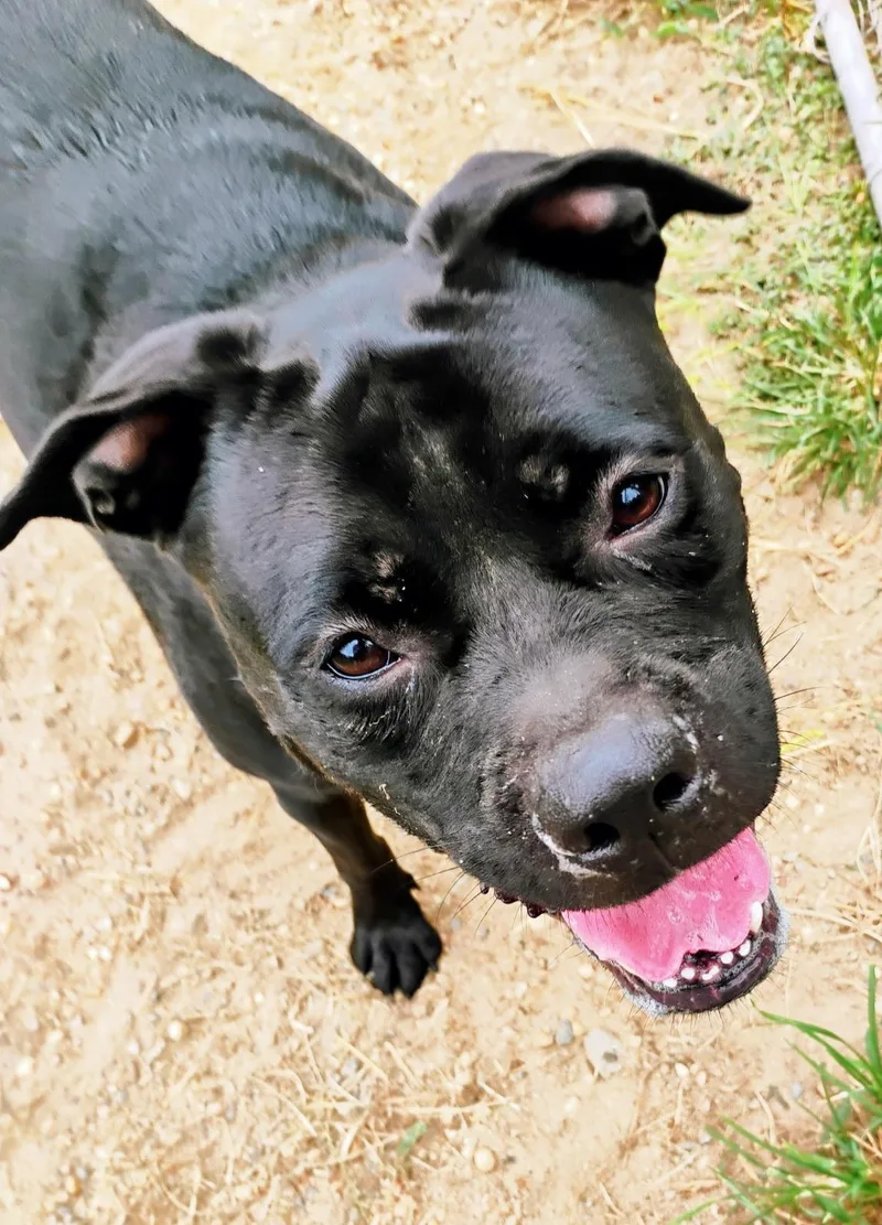 An adult medium-sized female American Bully dog named Brooklyn for adoption in Centerville, GA