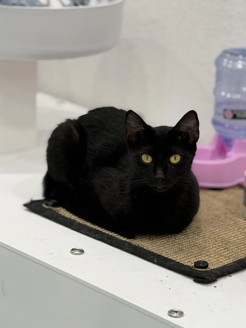 An adult medium-sized female Black Domestic Short Hair cat named Caddy for adoption in Sherman, TX