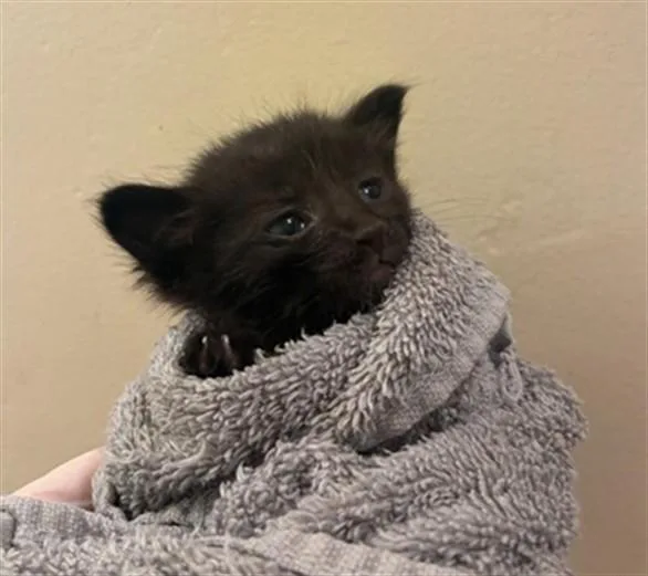 A baby small-sized male Domestic Short Hair cat named Bosco for adoption in Riverside, CA