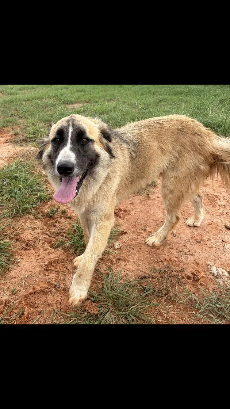 An adult medium-sized male Anatolian Shepherd dog named Brownie for adoption in Paradise, TX