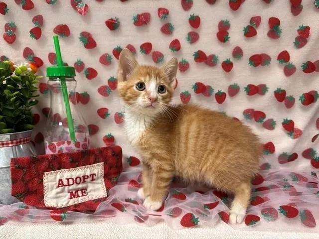 A baby medium-sized male Domestic Short Hair cat named Angelo for adoption in Fairfield, CA