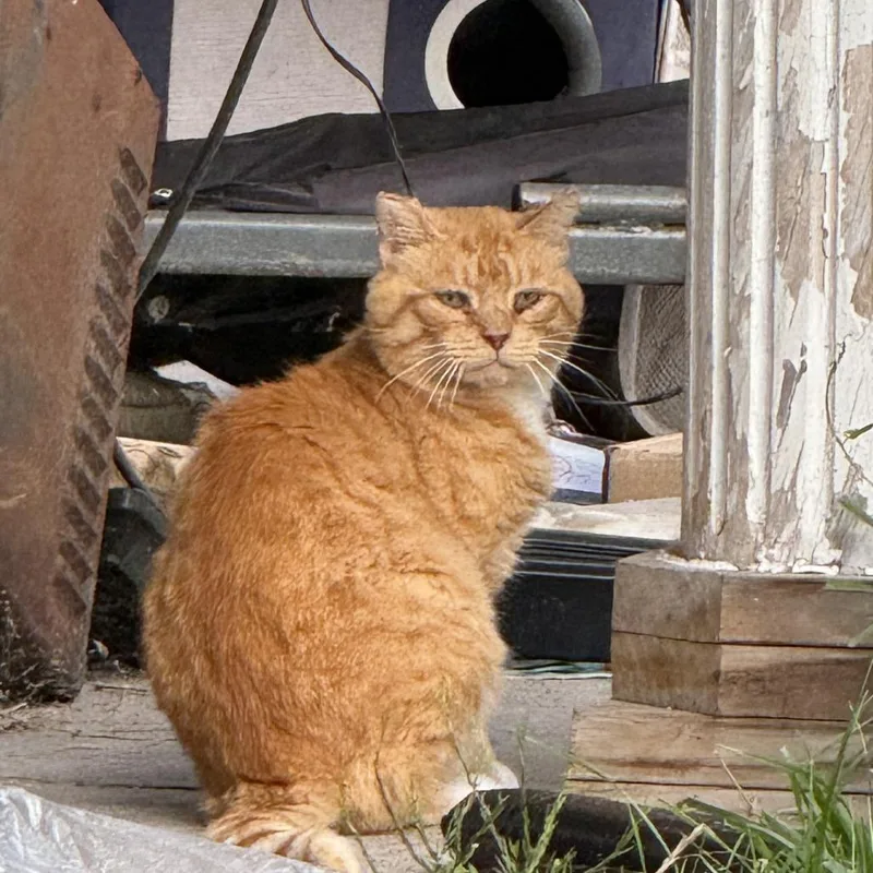 An adult small-sized male Orange / Red Domestic Long Hair cat named Mr. Farm for adoption in Ringtown, PA