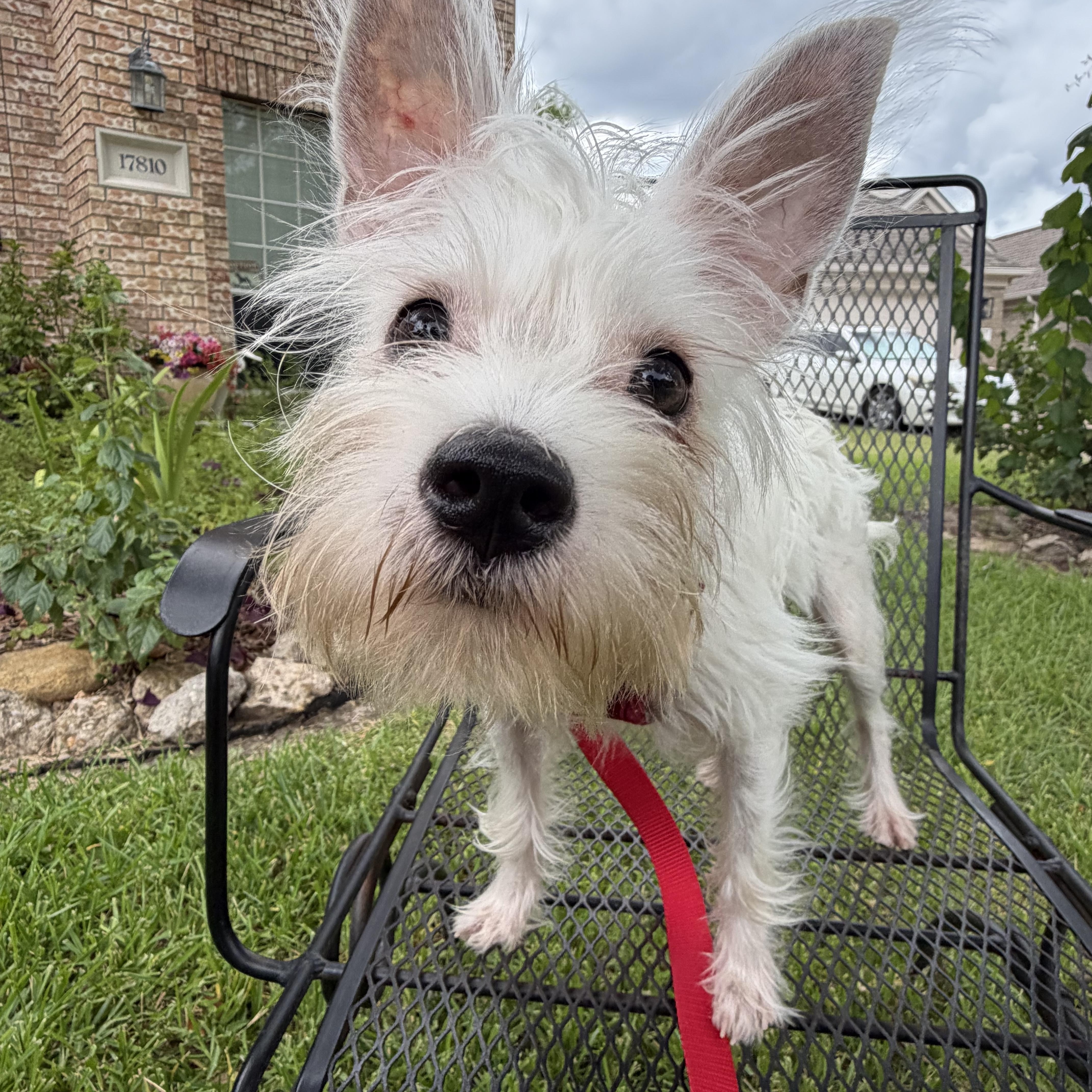 A young small-sized male White / Cream Terrier dog named Jude for adoption in Spring, TX