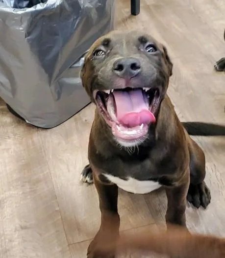 A baby small-sized female Labrador Retriever dog named Sumac for adoption in Aurora, IL