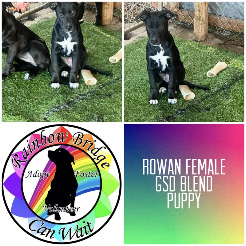 A baby large-sized female German Shepherd Dog dog named Rowan for adoption in Carnegie, OK