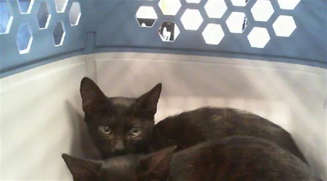 A baby small-sized male Domestic Short Hair cat named Salem for adoption in Charlotte, NC