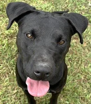 A young medium-sized female Labrador Retriever dog named Millie for adoption in Carrollton, GA