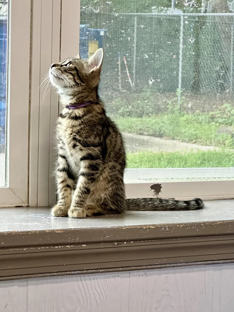 A young medium-sized female Tabby (Buff / Tan / Fawn) Domestic Short Hair cat named Erie for adoption in Prince Frederick, MD