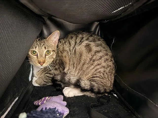 A young medium-sized male Domestic Short Hair cat named Jerry for adoption in Charlotte, NC