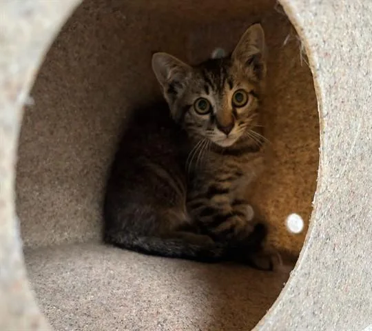 A baby small-sized male Domestic Short Hair cat named Rav for adoption in Santa Monica, CA