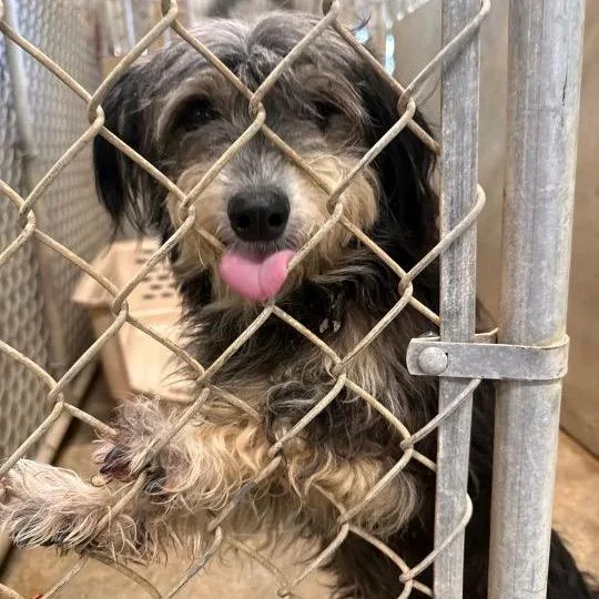An adult small-sized male Black Wirehaired Terrier dog named Benji for adoption in Baton Rouge, LA