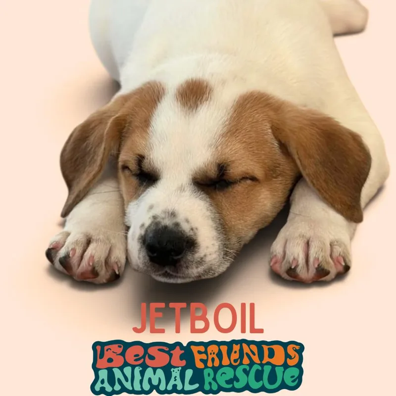 A baby medium-sized male Border Collie dog named Jetboil for adoption in Wasilla, AK