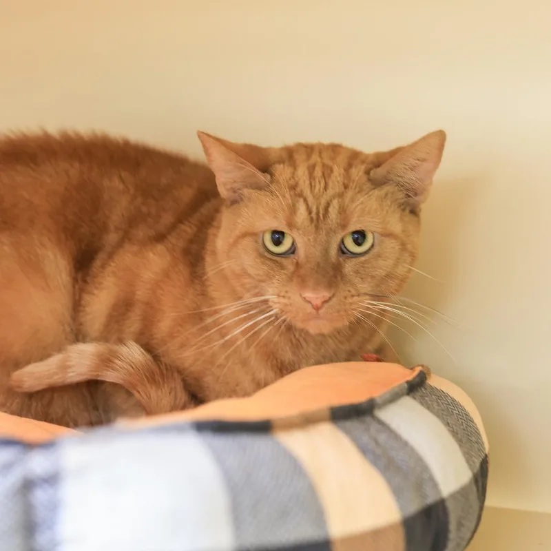 An adult large-sized female Orange / Red Domestic Short Hair cat named Hollie for adoption in Los Angeles, CA