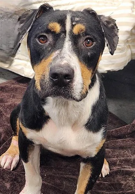 A young medium-sized male Staffordshire Bull Terrier dog named Hook for adoption in Brunswick, GA