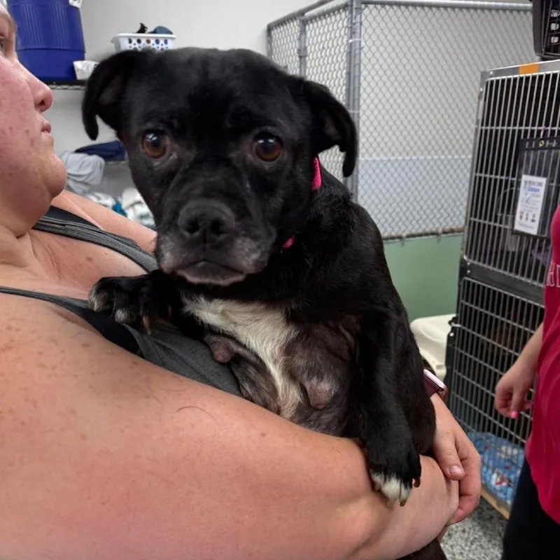 An adult small-sized female Black Mixed Breed dog named Moira Rose for adoption in Fredericksburg, VA