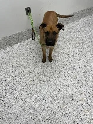 An adult medium-sized male Mixed Breed dog named Ranger for adoption in Atlanta, GA