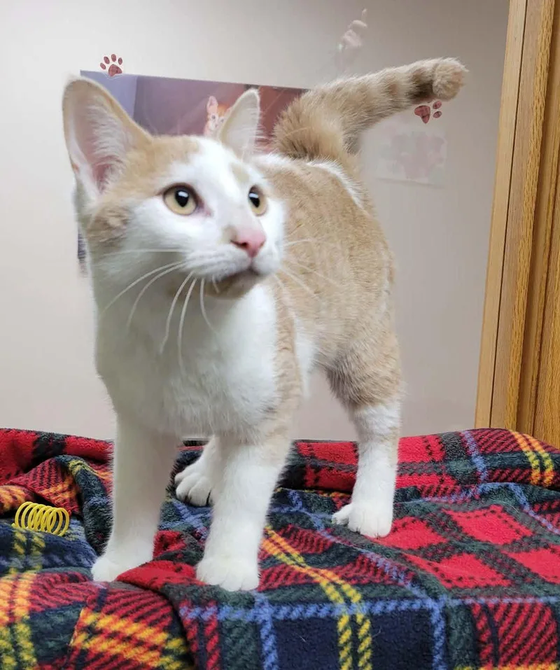 A young medium-sized male Domestic Short Hair cat named Ulmer for adoption in Portage, WI