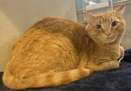 An adult large-sized male Tabby (Orange / Red) Domestic Short Hair cat named Butters for adoption in Stanwood, WA