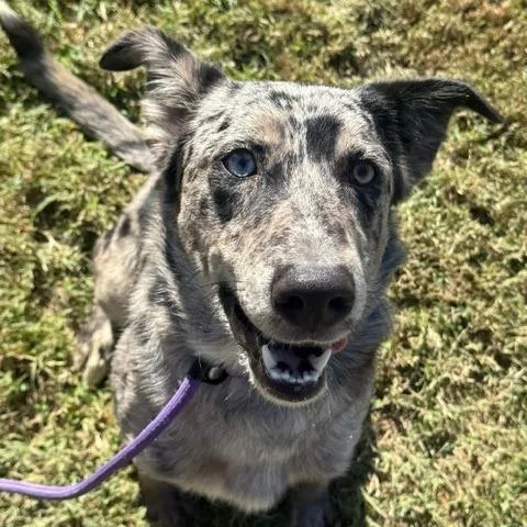 A young medium-sized female Mixed Breed dog named Jelly Bean for adoption in Jeffersonville, IN
