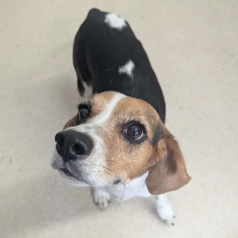 An adult small-sized male Beagle dog named Ares for adoption in Evansville, IN