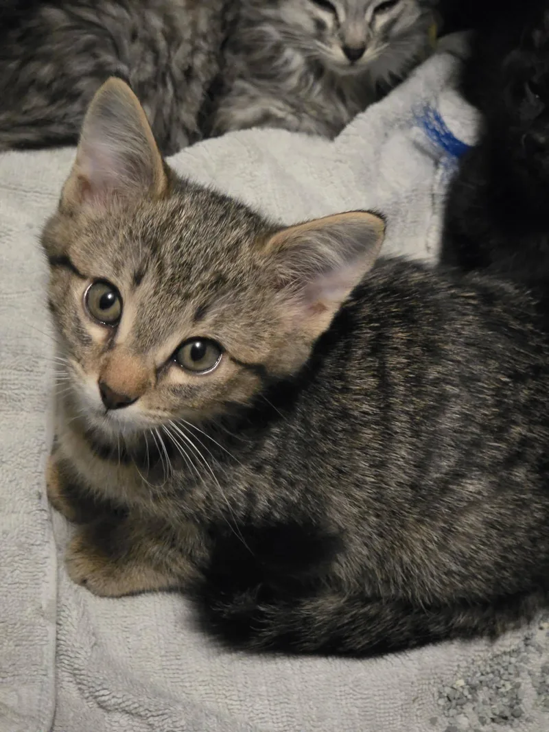 A baby medium-sized male Tabby (Brown / Chocolate) Tabby cat named Oliver for adoption in Trophy Club, TX
