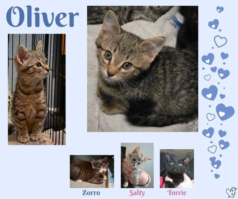 Oliver thumbnail 3