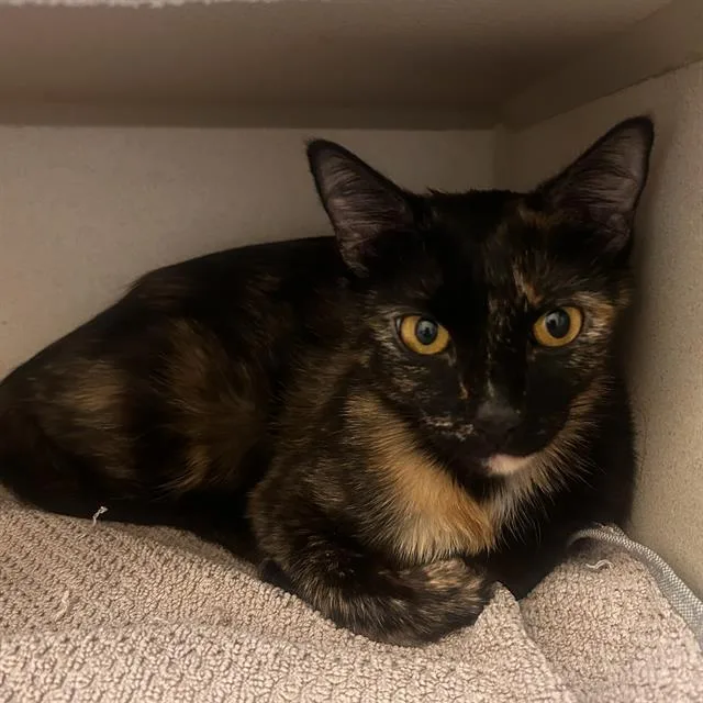 A young small-sized female Domestic Short Hair cat named Kenna for adoption in Denver, CO