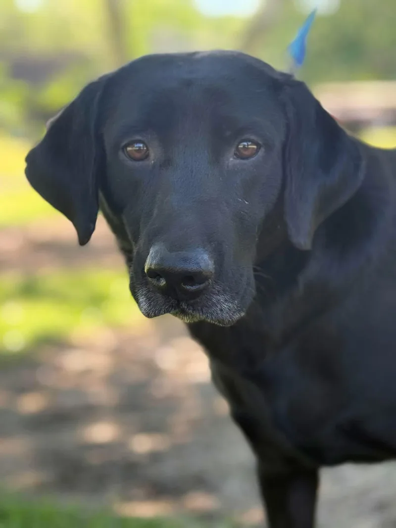 An adult medium-sized male Black Labrador Retriever dog named Oliver for adoption in Elkton, MD