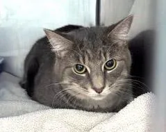 An adult medium-sized male Domestic Short Hair cat named Ozzie for adoption in Fishers, IN