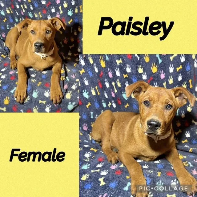 A baby medium-sized female Hound dog named Paisley for adoption in Manchester, CT