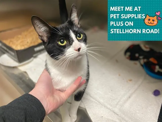 A young small-sized female Domestic Short Hair cat named Maude for adoption in Fort Wayne, IN