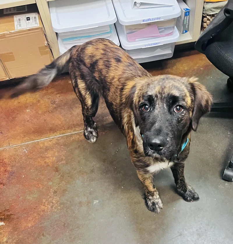 A young large-sized male Mastiff dog named Marlin for adoption in Council Bluffs, IA