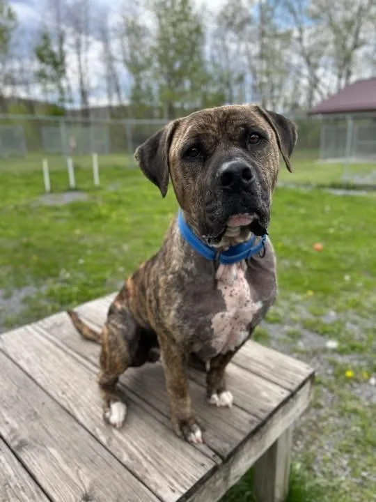 An adult large-sized male Bullmastiff dog named Beau for adoption in Howes Cave, NY