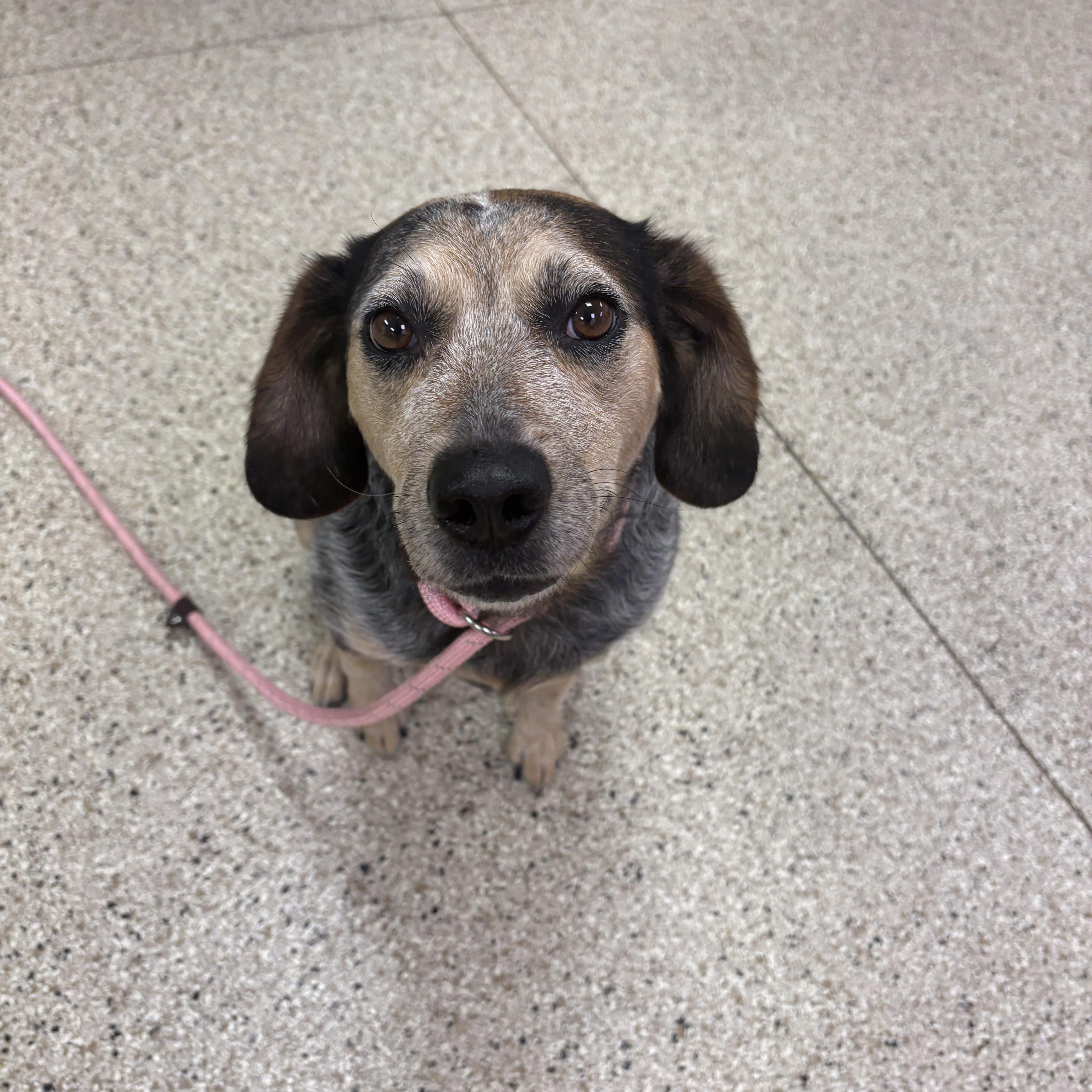 An adult medium-sized female Beagle dog named Monica for adoption in Blue Springs, MO