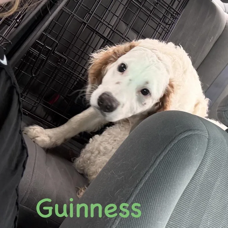Guinness thumbnail 3
