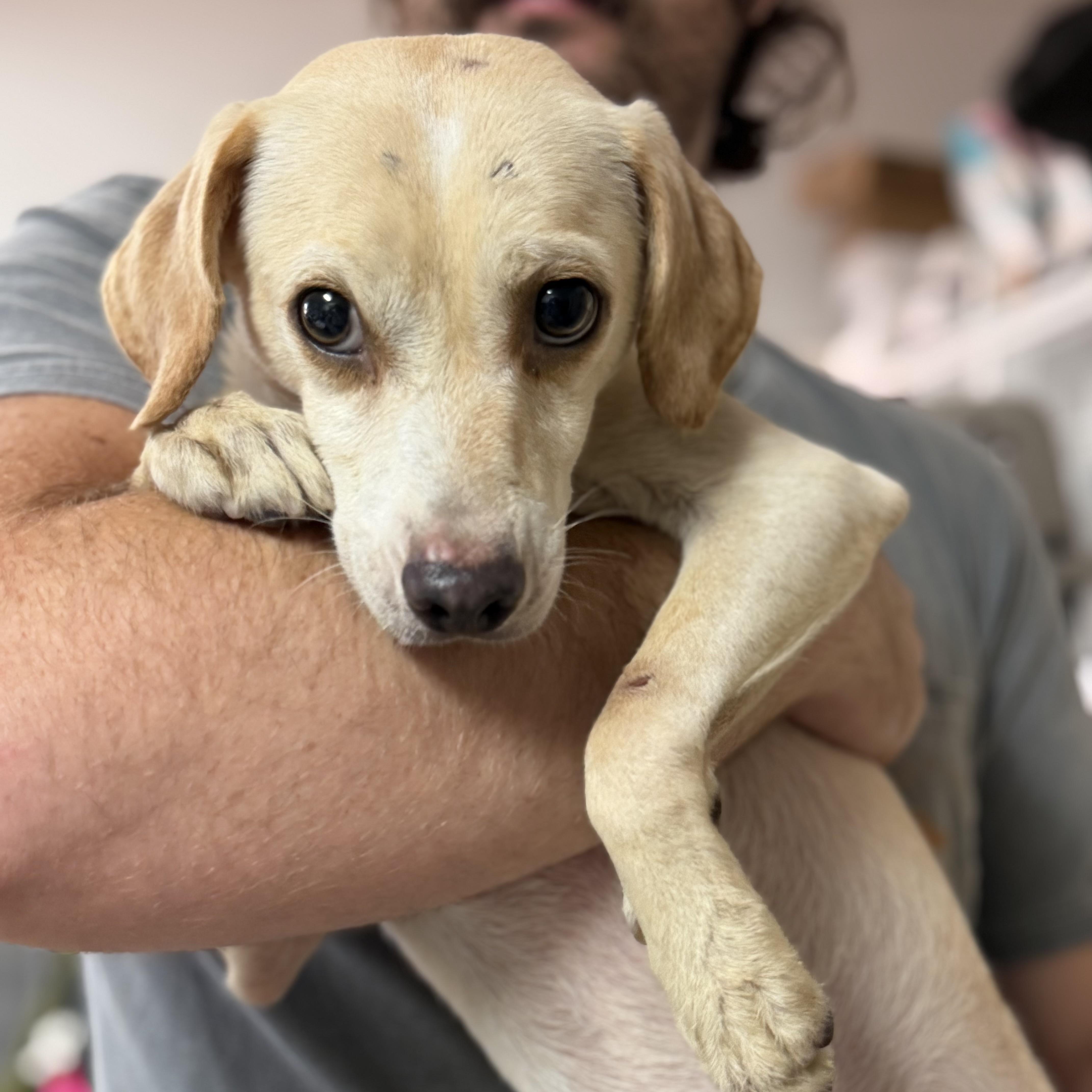 An adult small-sized male Yellow / Tan / Blond / Fawn Mixed Breed dog named Poppop for adoption in Columbia, SC