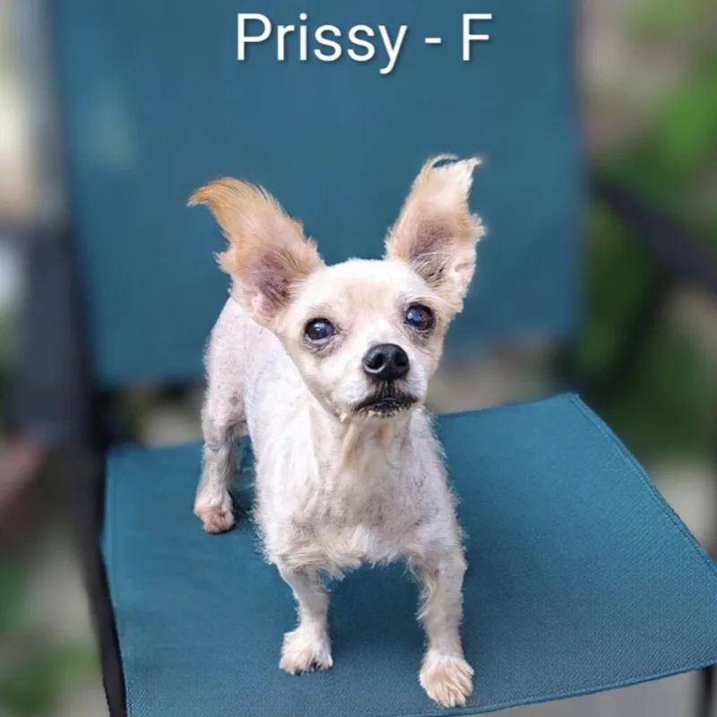 Prissy thumbnail 2