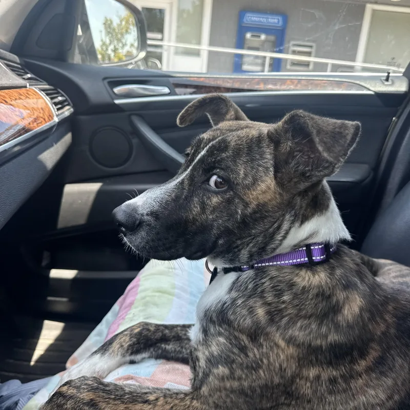 Ranger